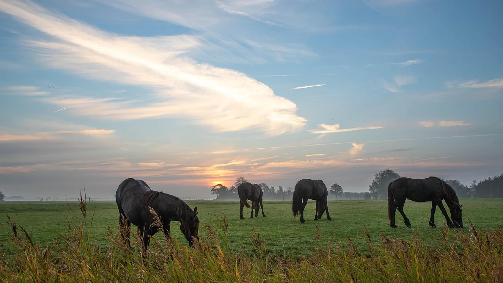 Friesian Horse: Temperament, Care, and Genetic Health Problems