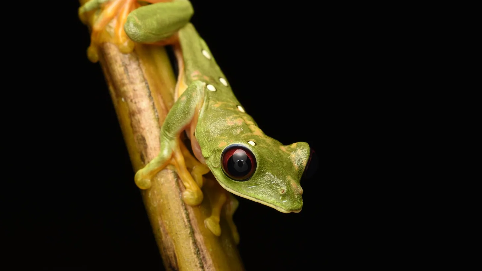 Frog Not Eating