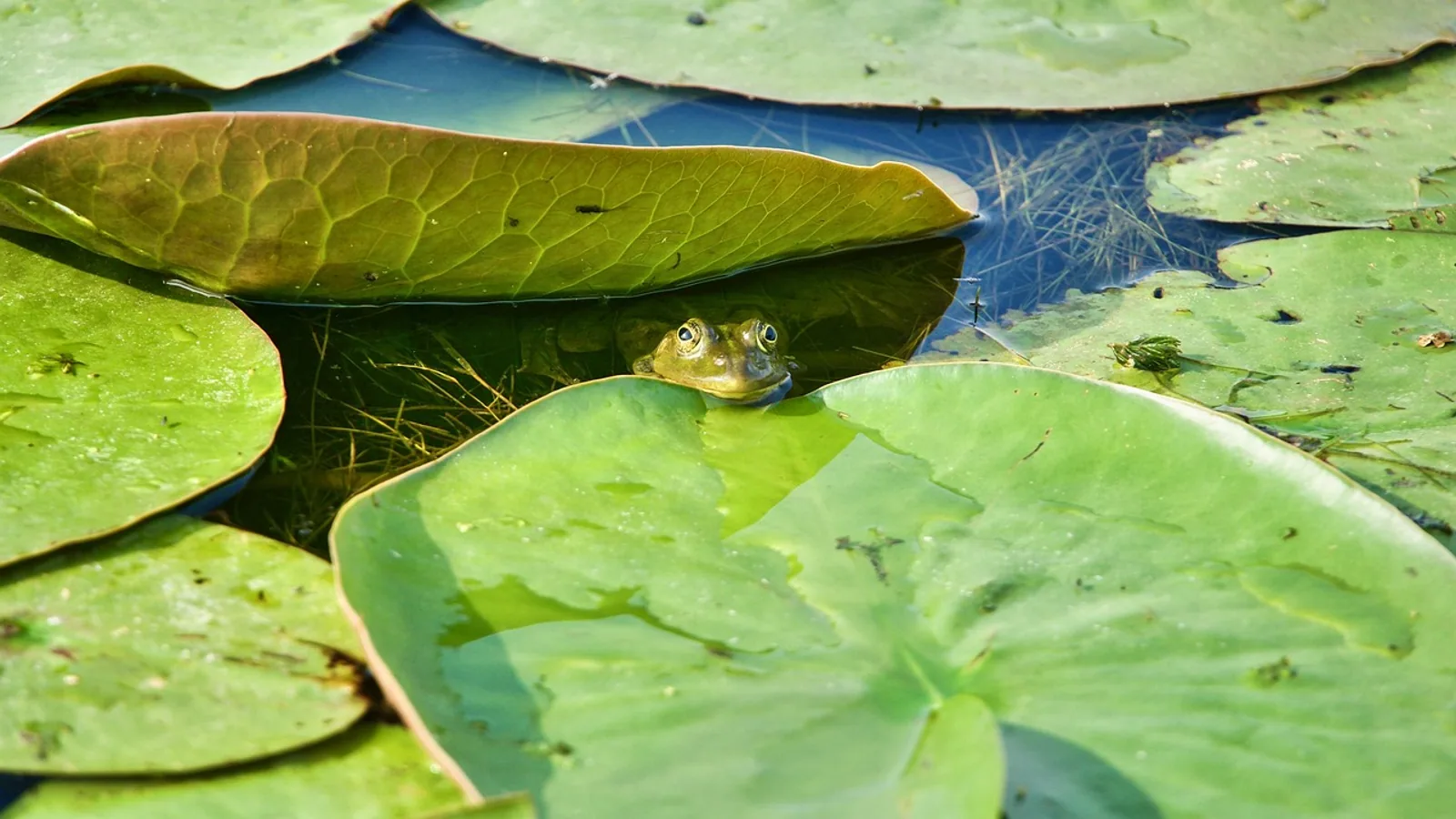Biotic Definition: Meaning in Ecology