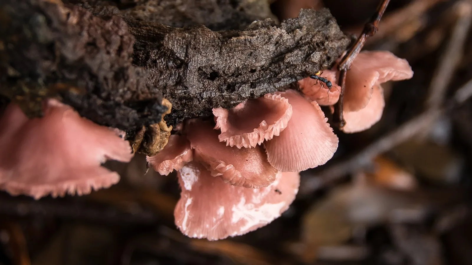 Animal Zombies: Real Parasites That Control Hosts