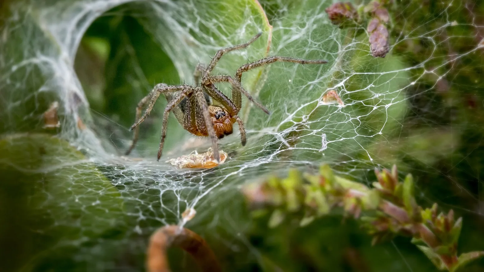 Funnel Weaver Spider: Habits and ID