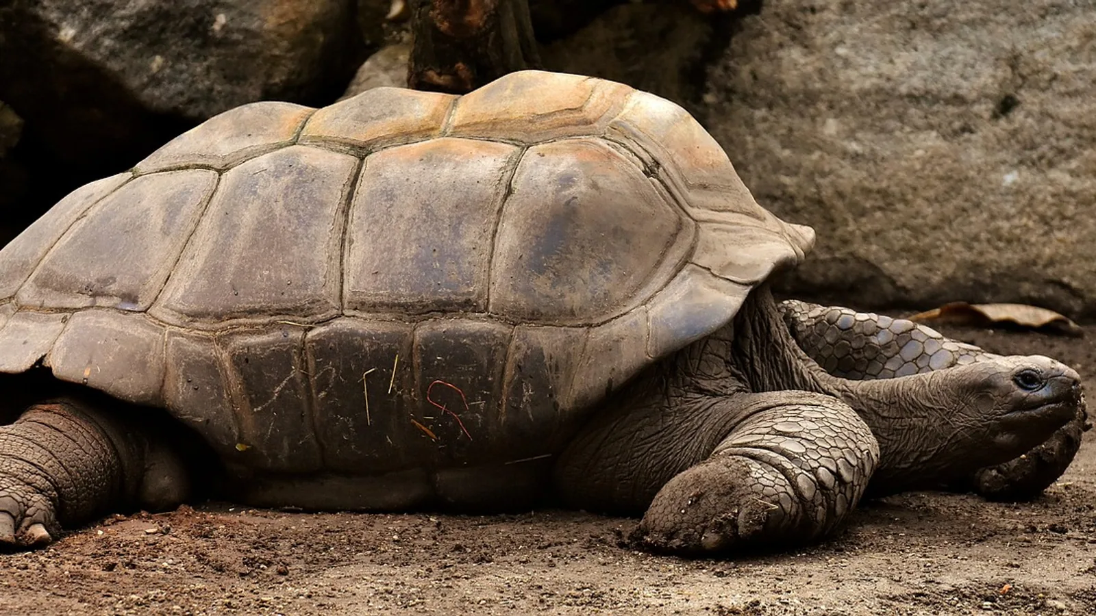 What Animal Lives the Longest? Records Explained