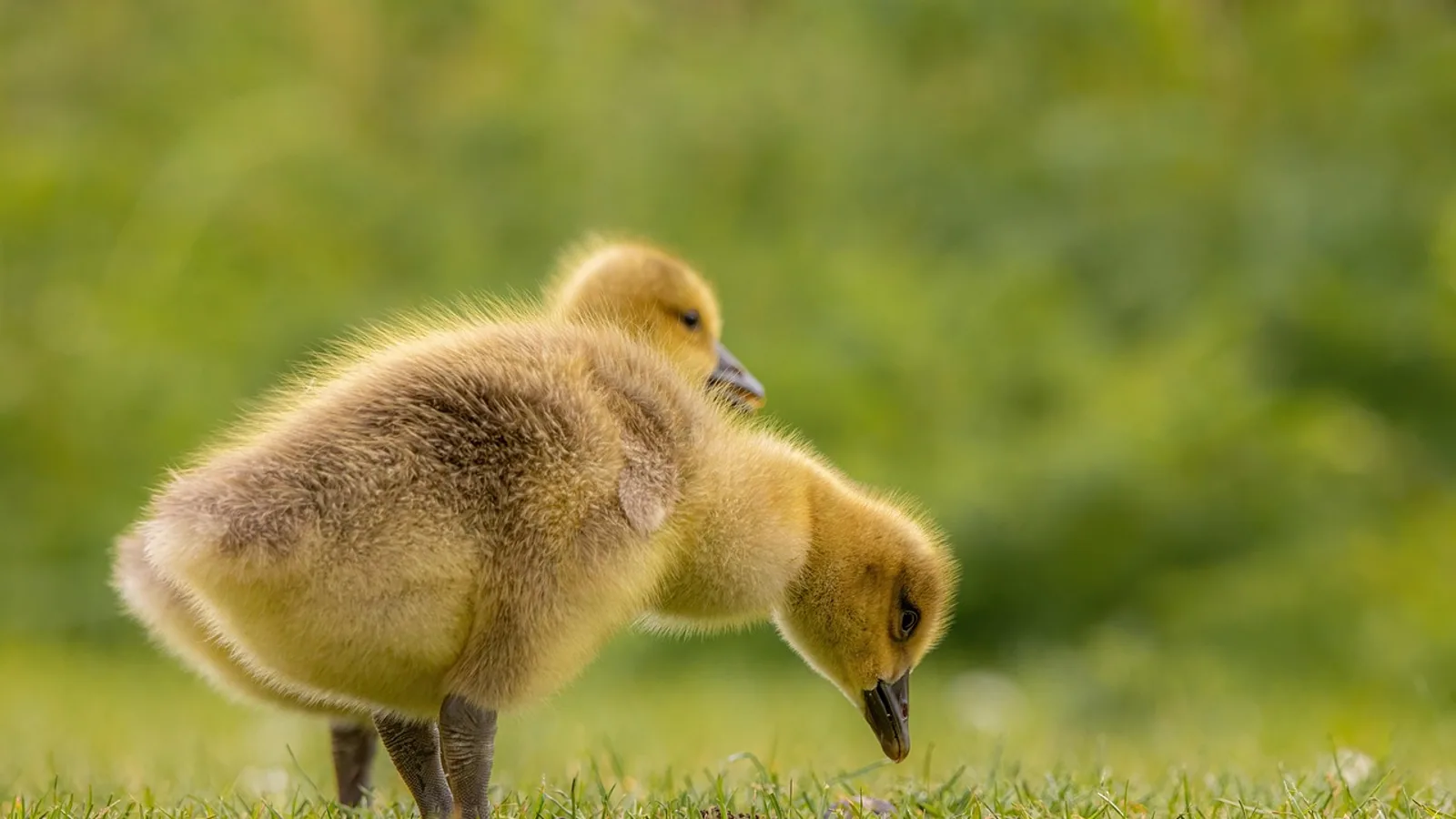 What Does a Goose Eat? Daily Diet and Feeding Schedule
