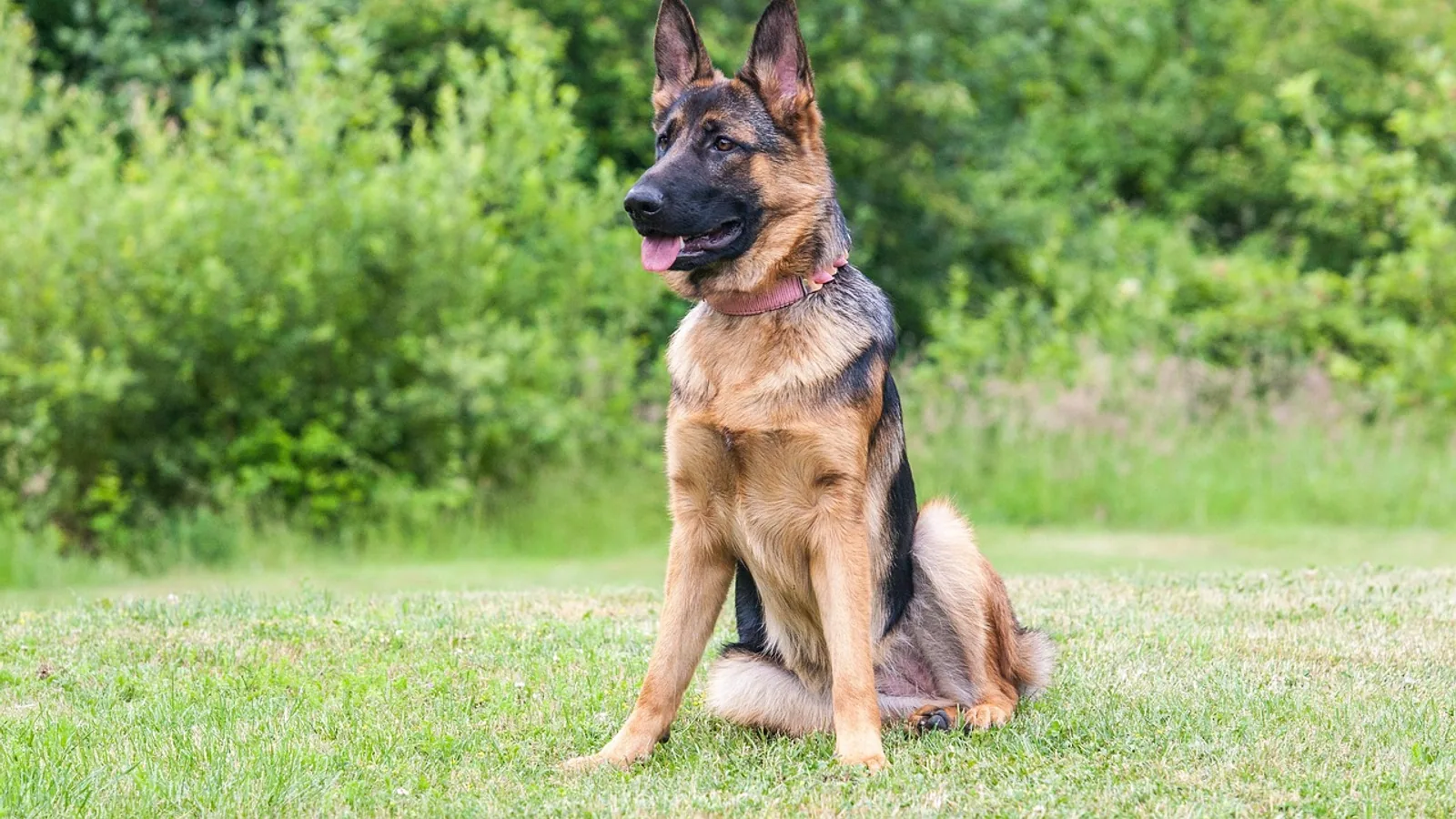 King Shepherd: Breed Traits, Size, and Health Risks