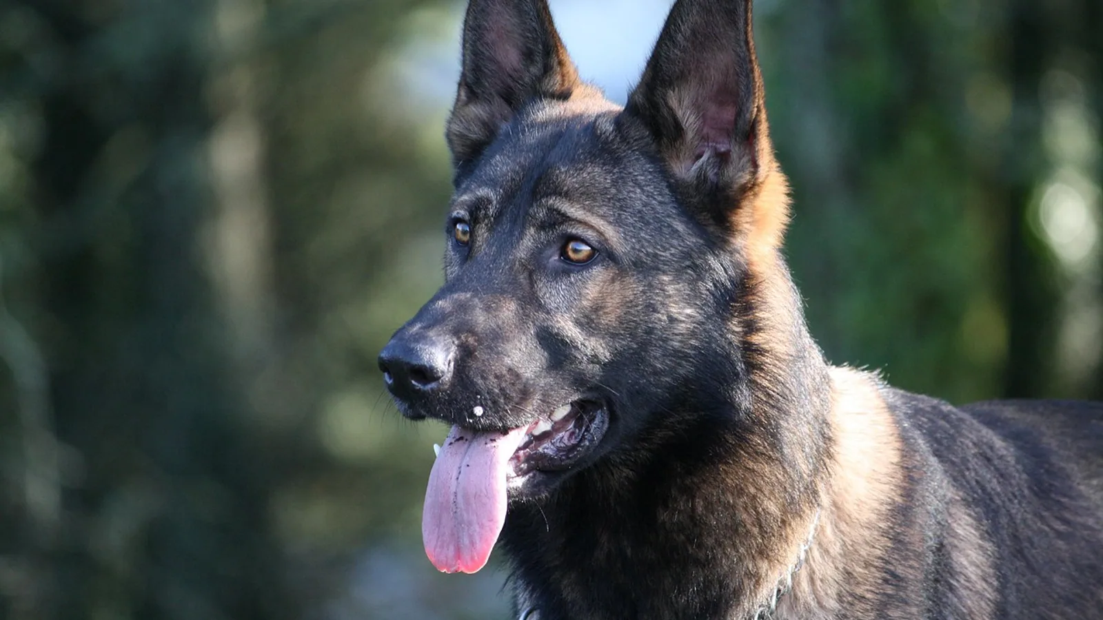 Golden Shepherd: Breed Traits, Care, and Health