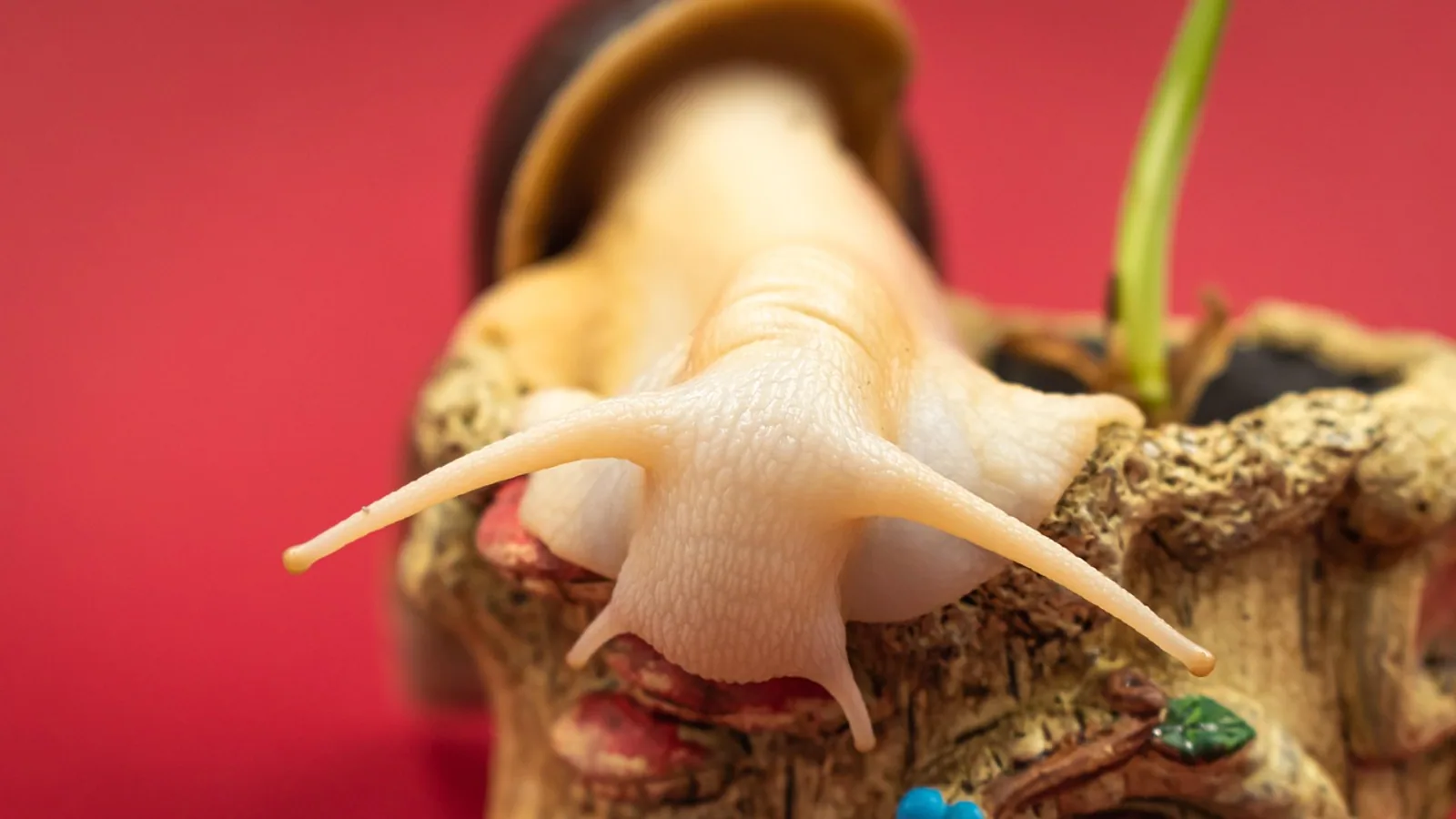 African Snail: Giant Land Snail Facts and Risks