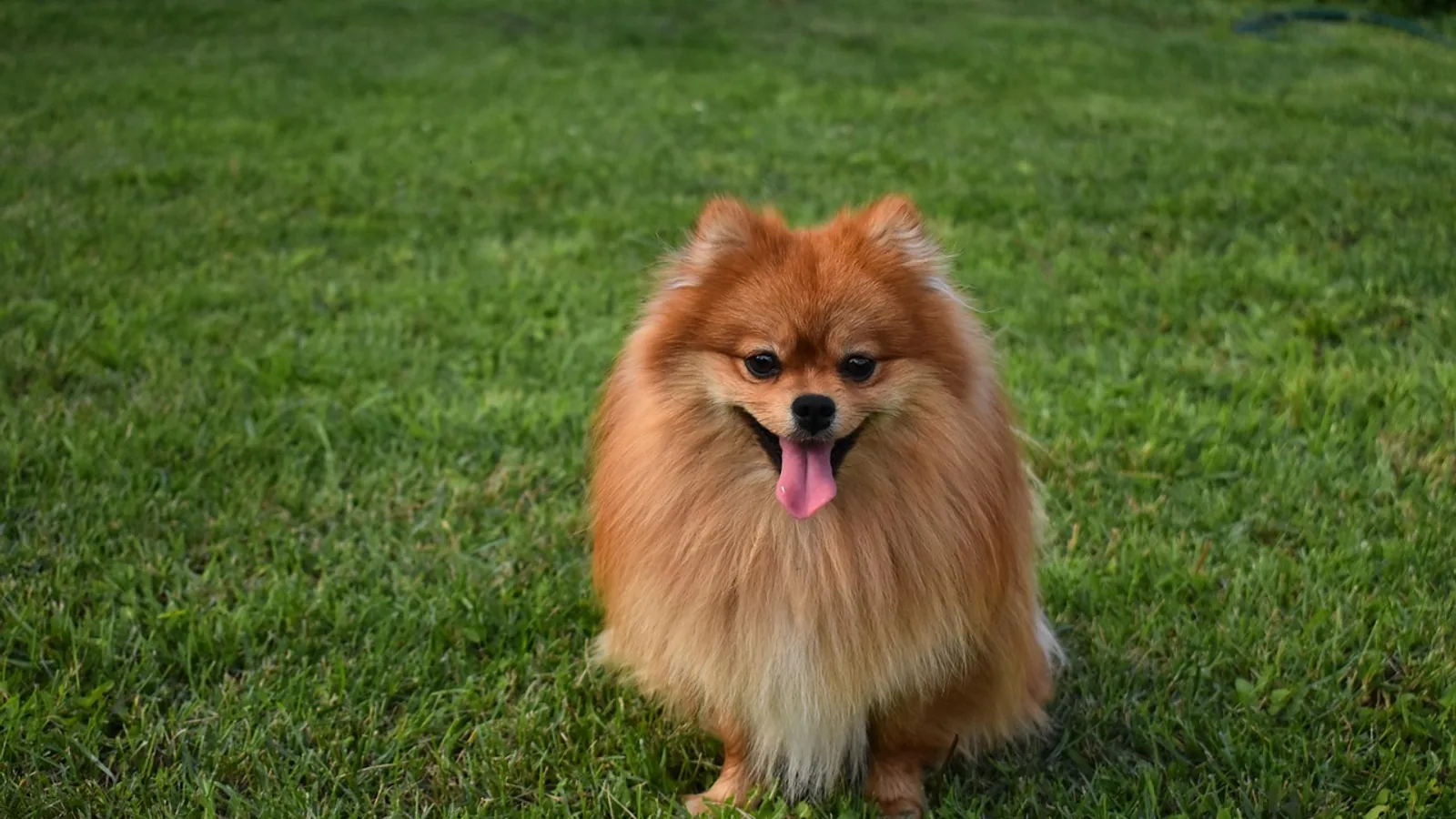 Can Dogs Have Ginger? Safe Amounts and Risks
