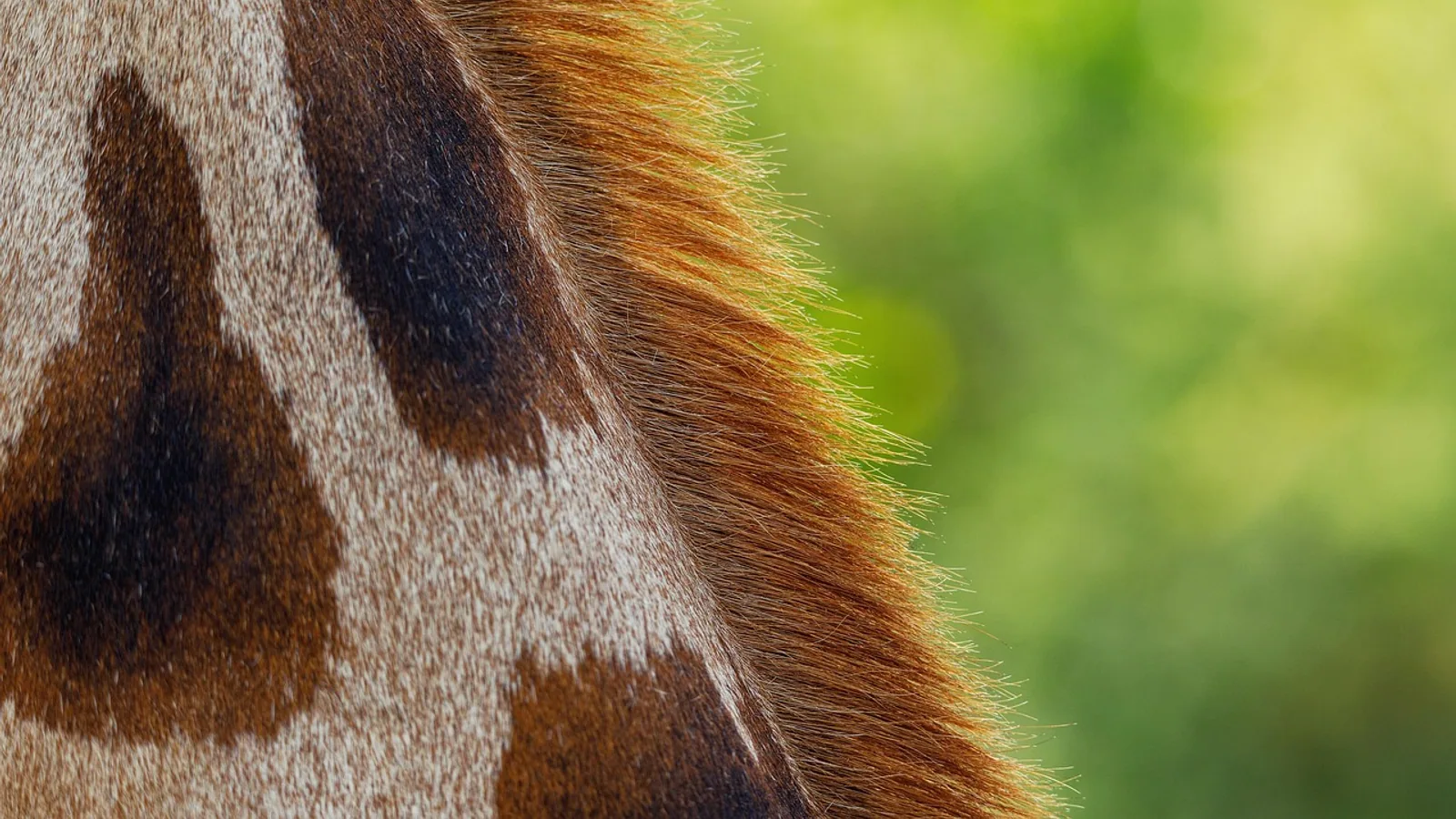 Arrector Pili Muscle: Function in Animals