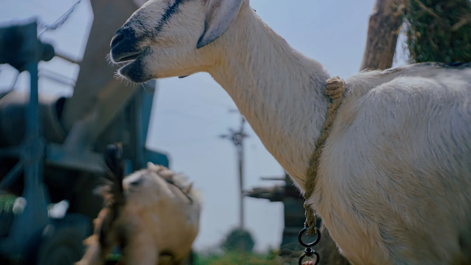 Close-up of a goat tethered with a rope on a rural farm in Tamil Nadu, India