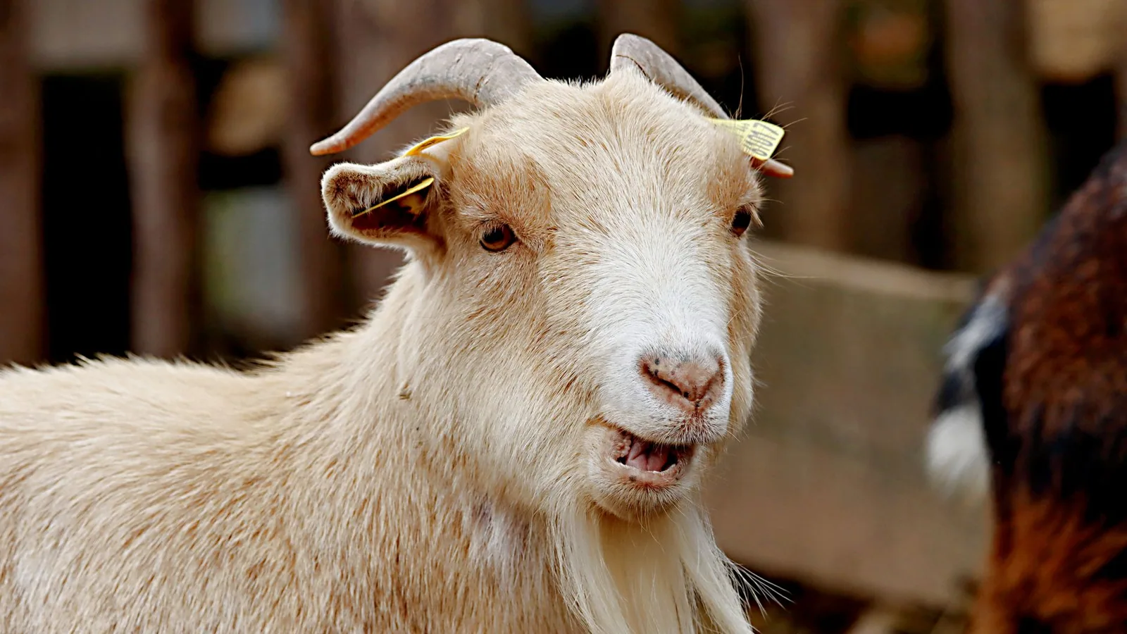 A white goat with a long beard and tags in its ears standing on a rural farm