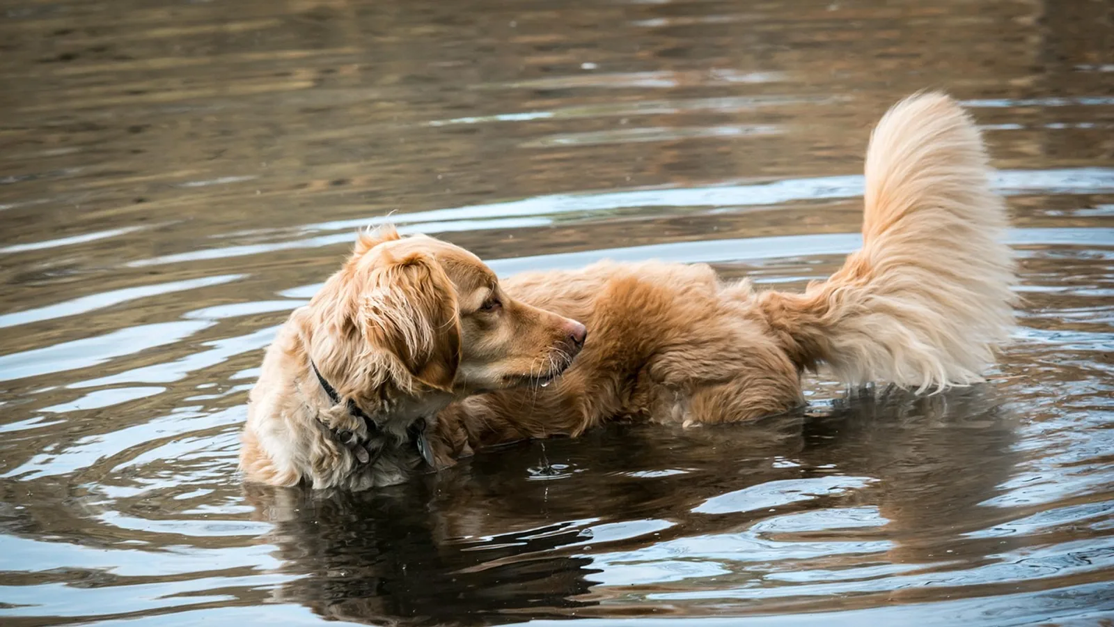 Limber Tail in Dogs (Swimmer's Tail): Causes and Recovery