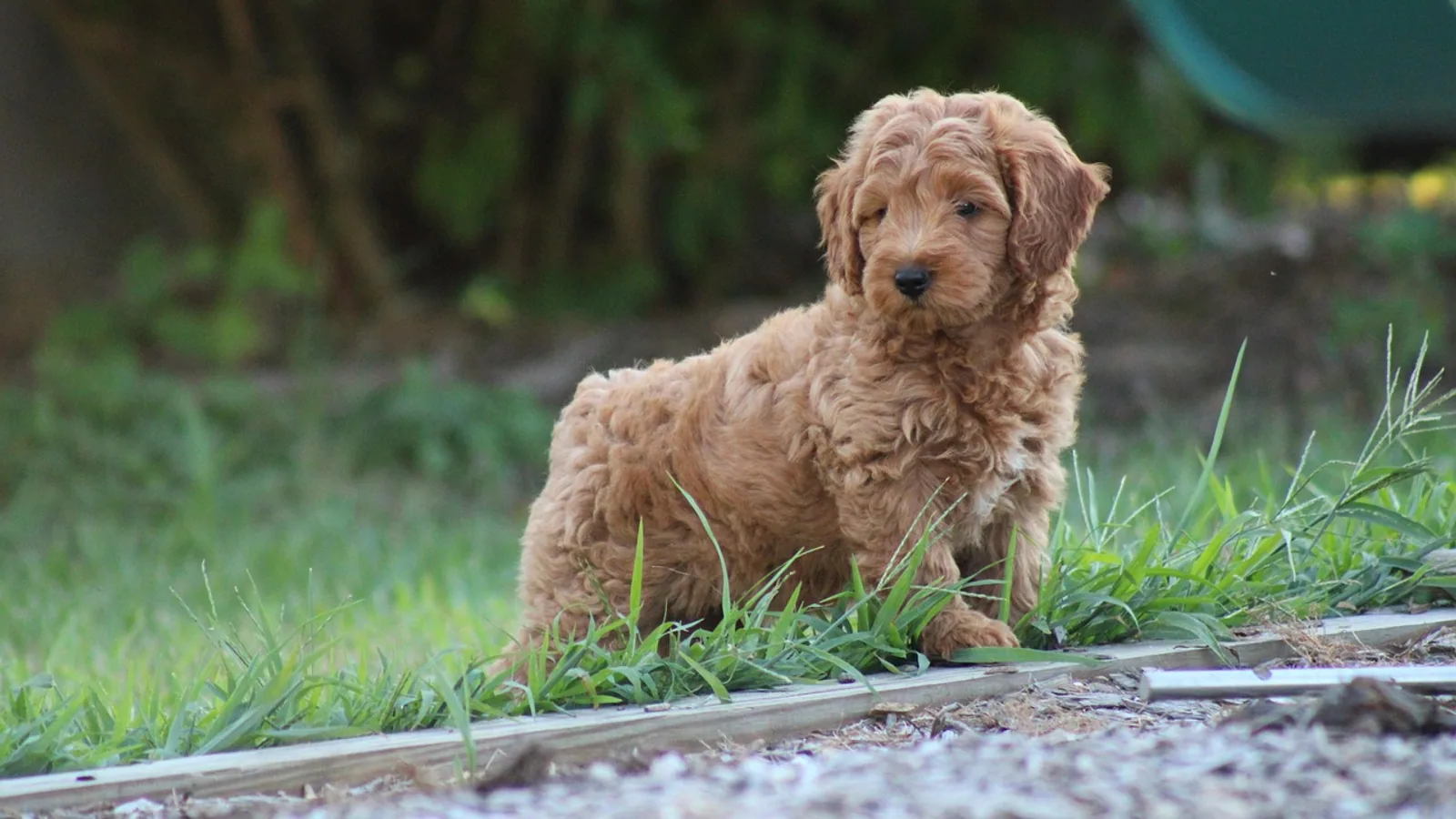 Goldendoodle Breeding: Genetics and Health Screening