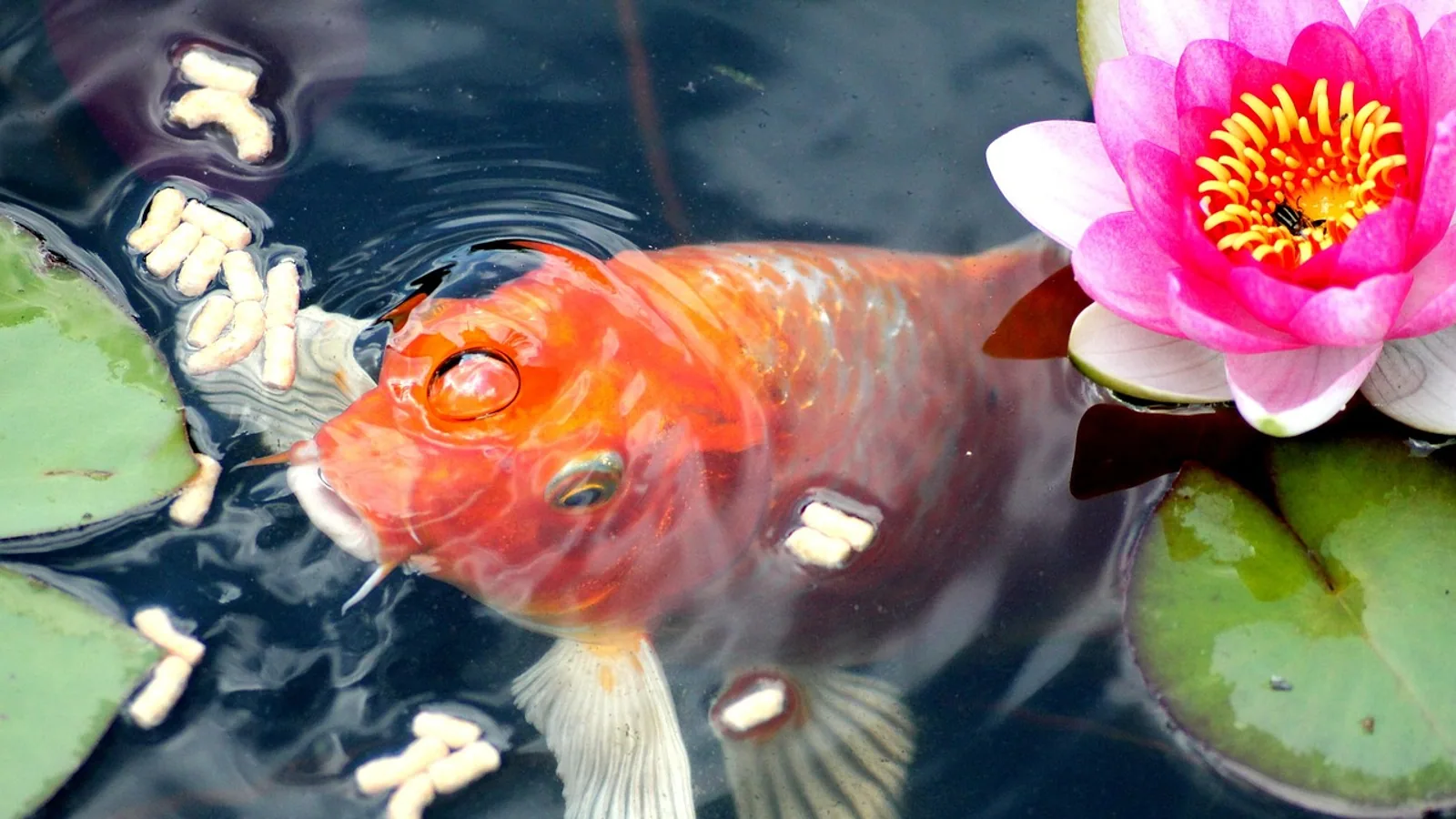 Goldfish Food Guide: What to Feed and How Much