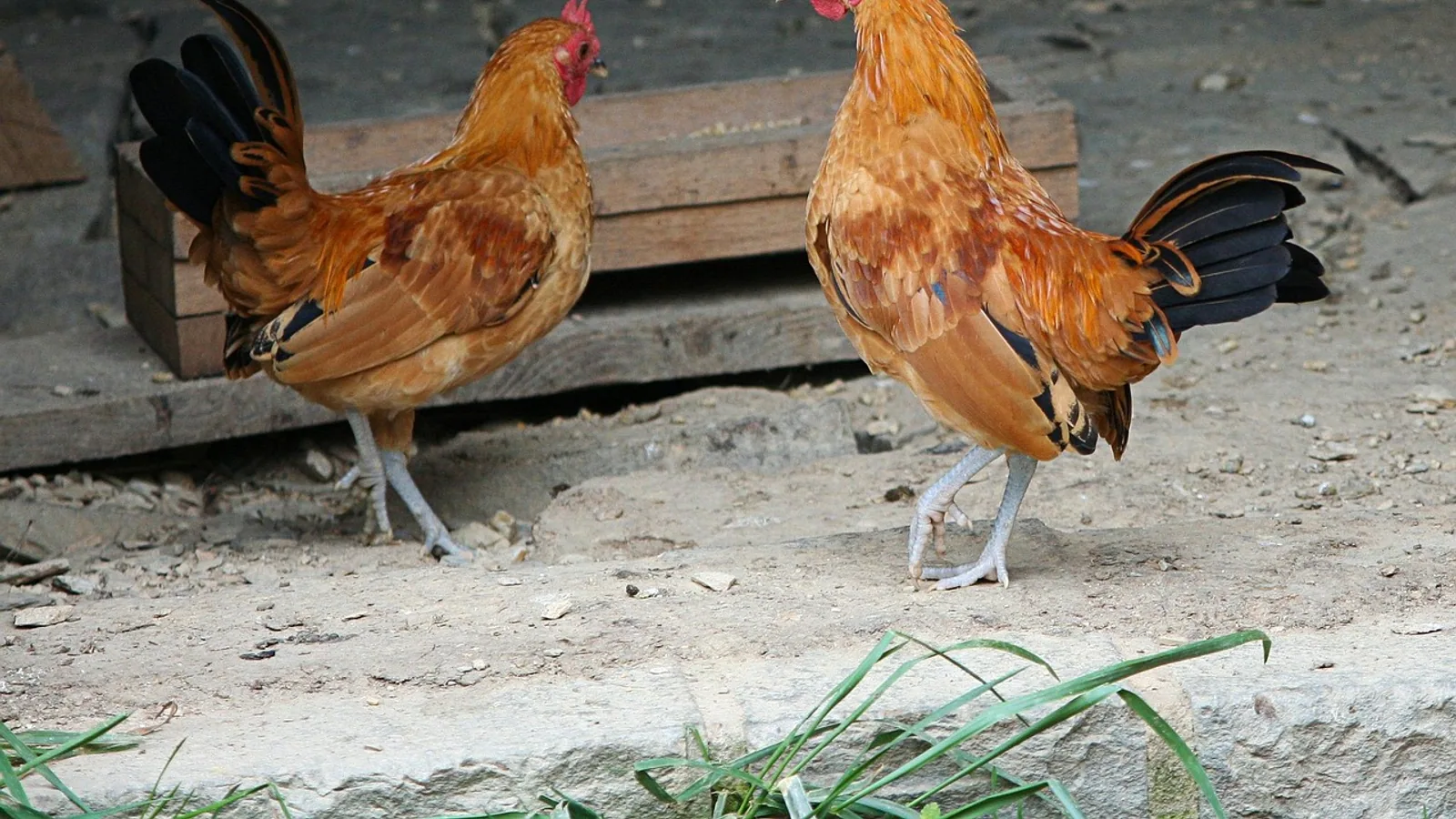 Gray Chicken Breeds: Identification and Care