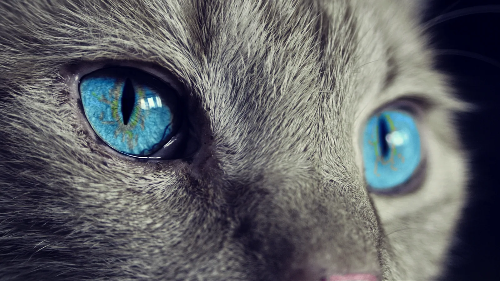 What Colors Can Cats See? Feline Vision Explained