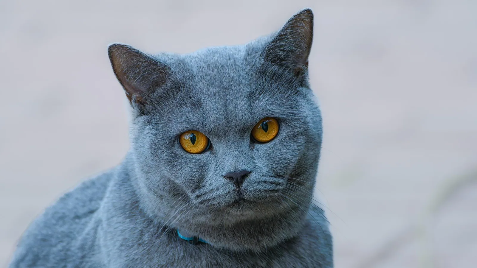 Clindamycin for Toxoplasmosis in Cats: Dosing Guide