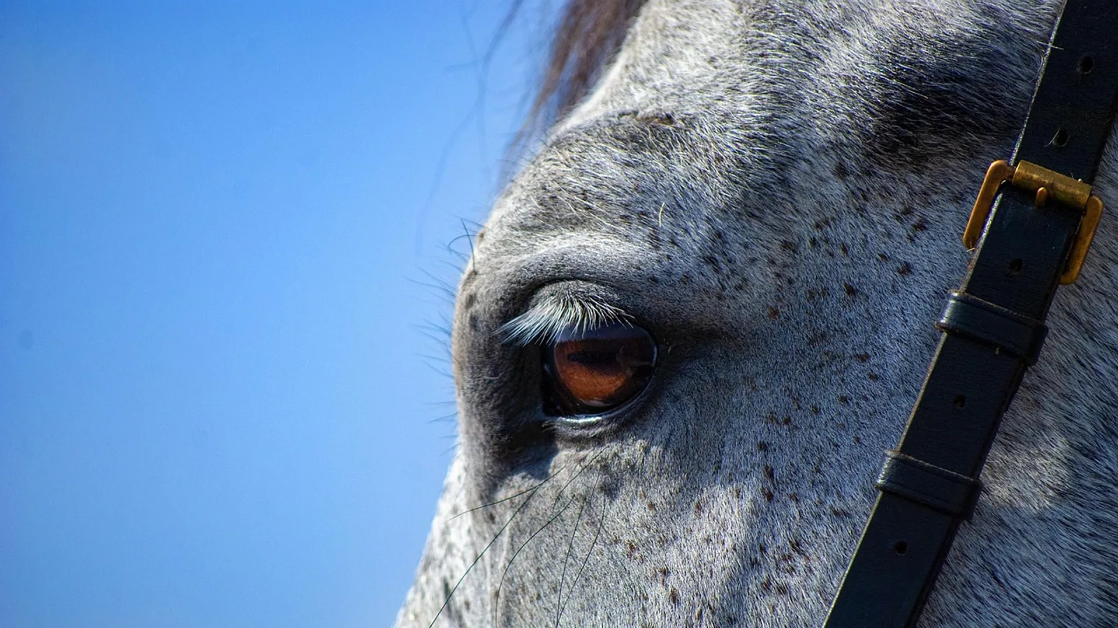 Kicked by a Horse: Injury Risks and First Aid