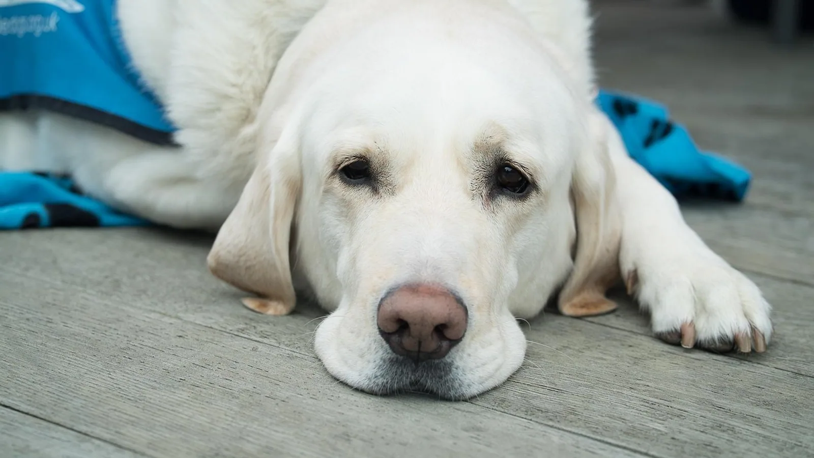 Clonidine for Dogs: Uses, Dosing, and Safety