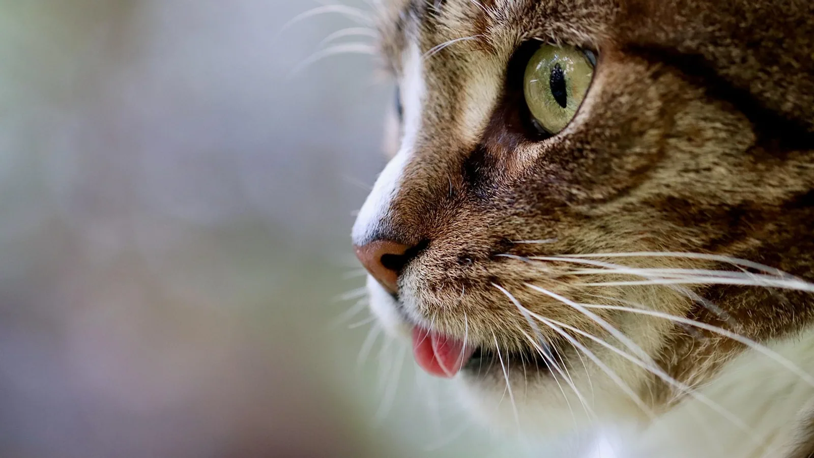 Mange in Cats: Symptoms, Types, and Treatment