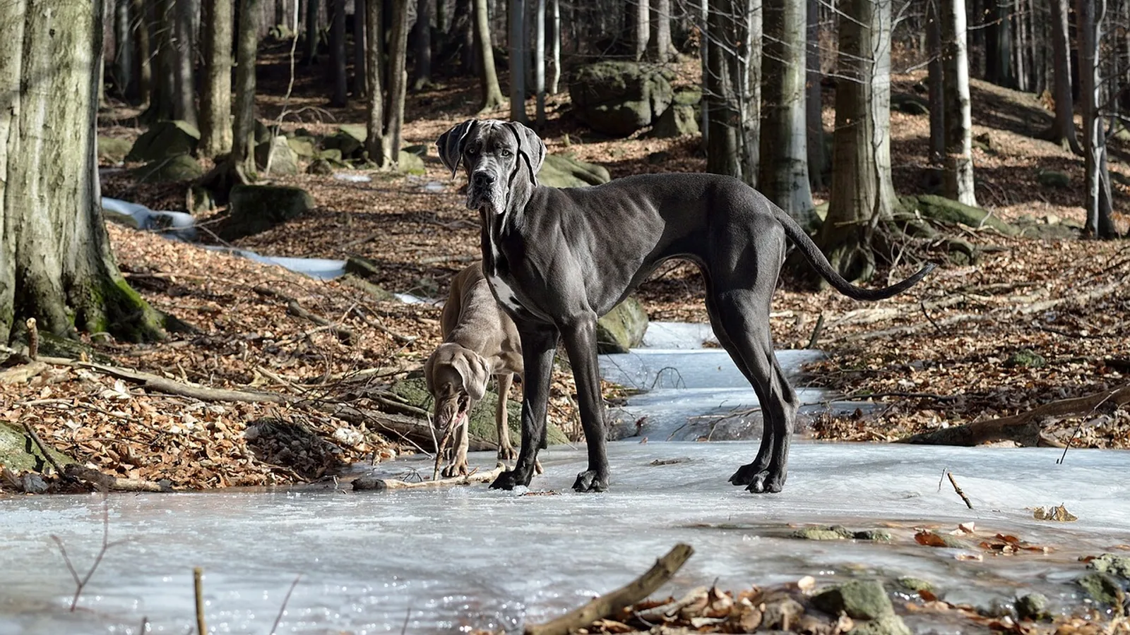 Biggest Dog in the World: Record Breeds