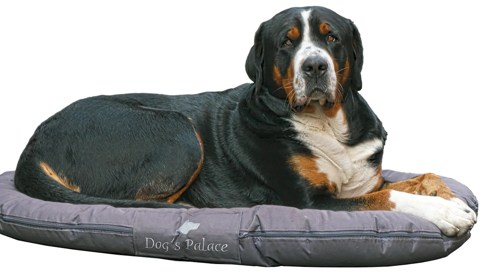 Greater Swiss Mountain Dog: Health and Care Guide