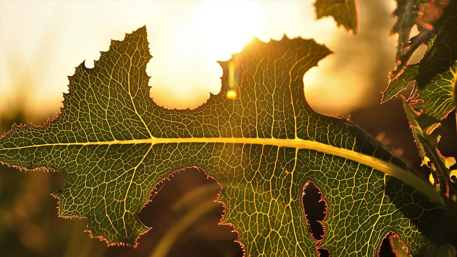 Chloroplast Function: Role in Photosynthesis