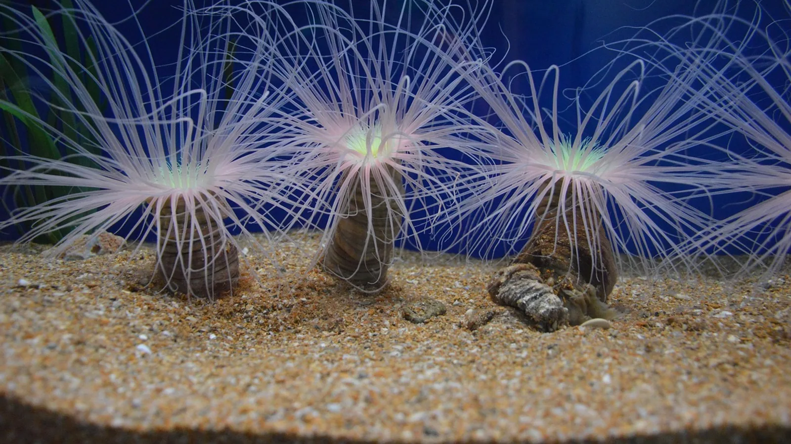 Black Algae in Fish Tanks: Black Beard Algae Causes and Removal