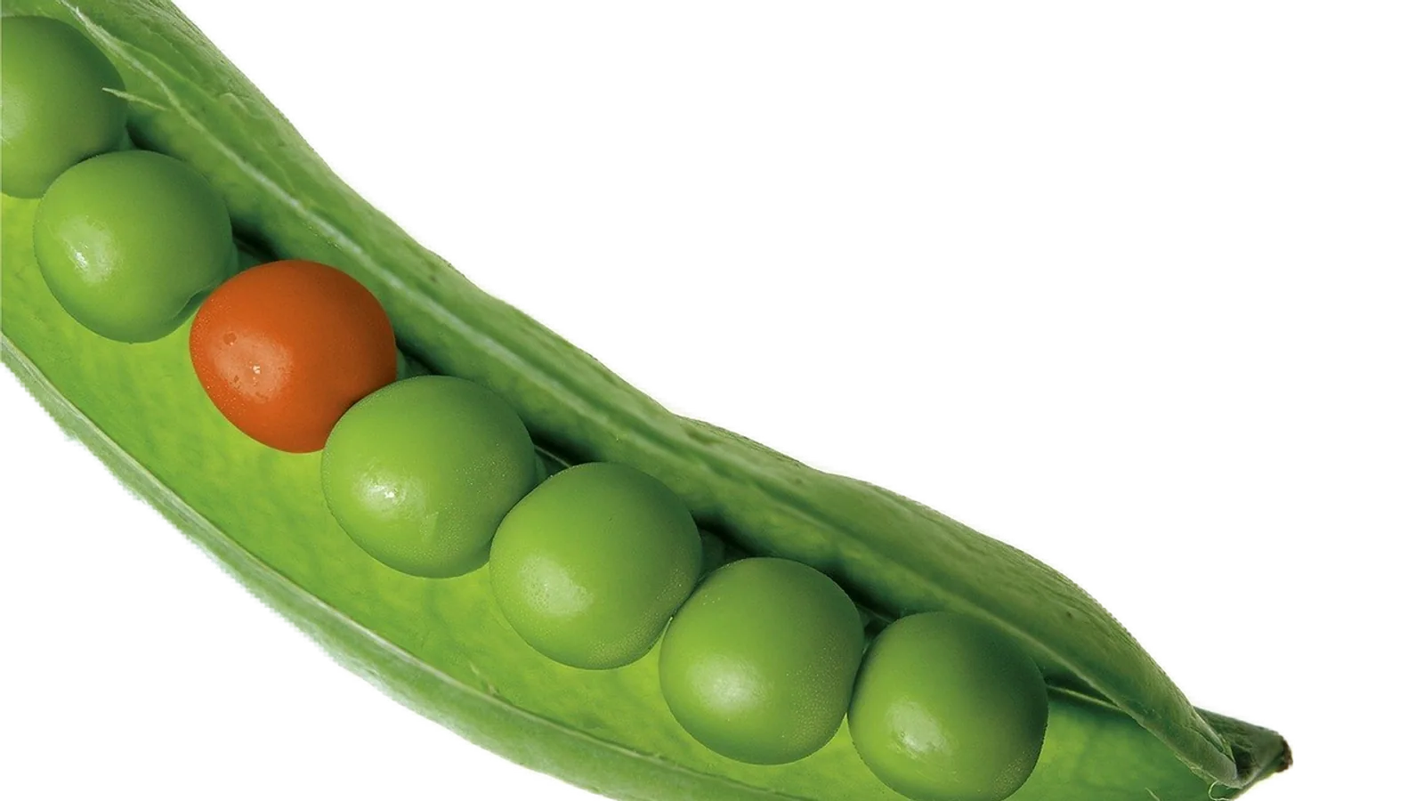 Law of Independent Assortment: Definition and Examples