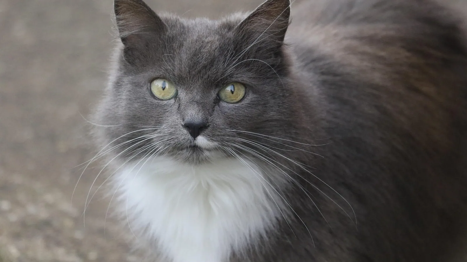 Grey and White Cat Breeds: Patterns and Personalities