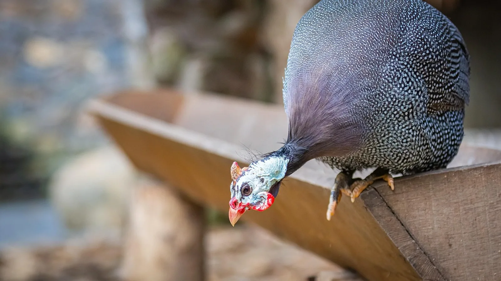 Guinea Hen Coop: Design, Size, and Setup Guide