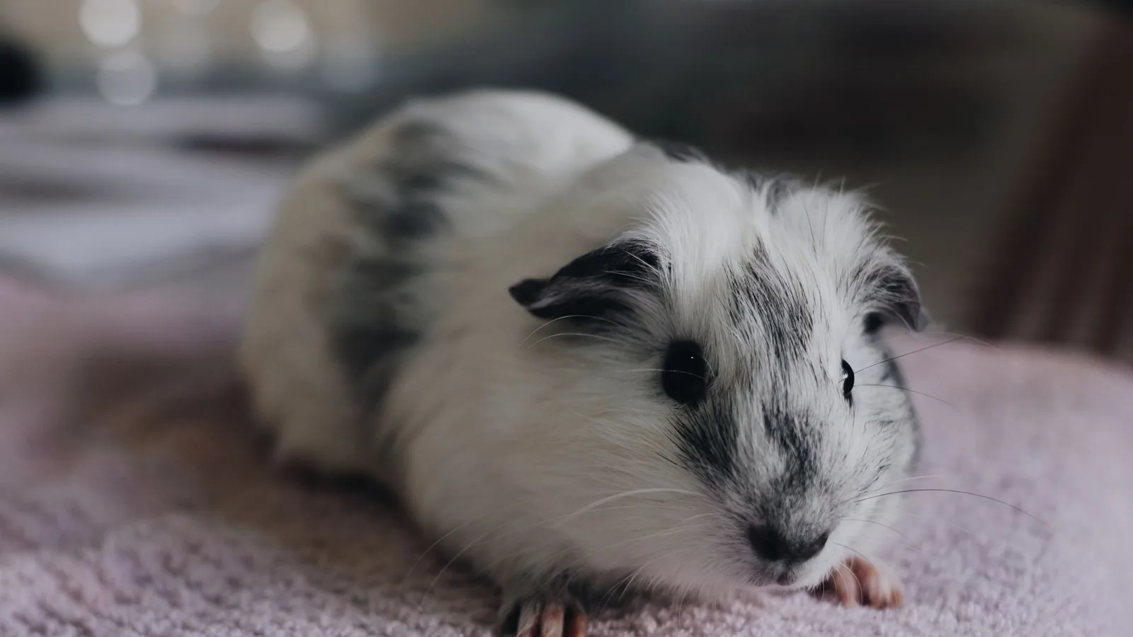 What Guinea Pigs Can and Cannot Eat