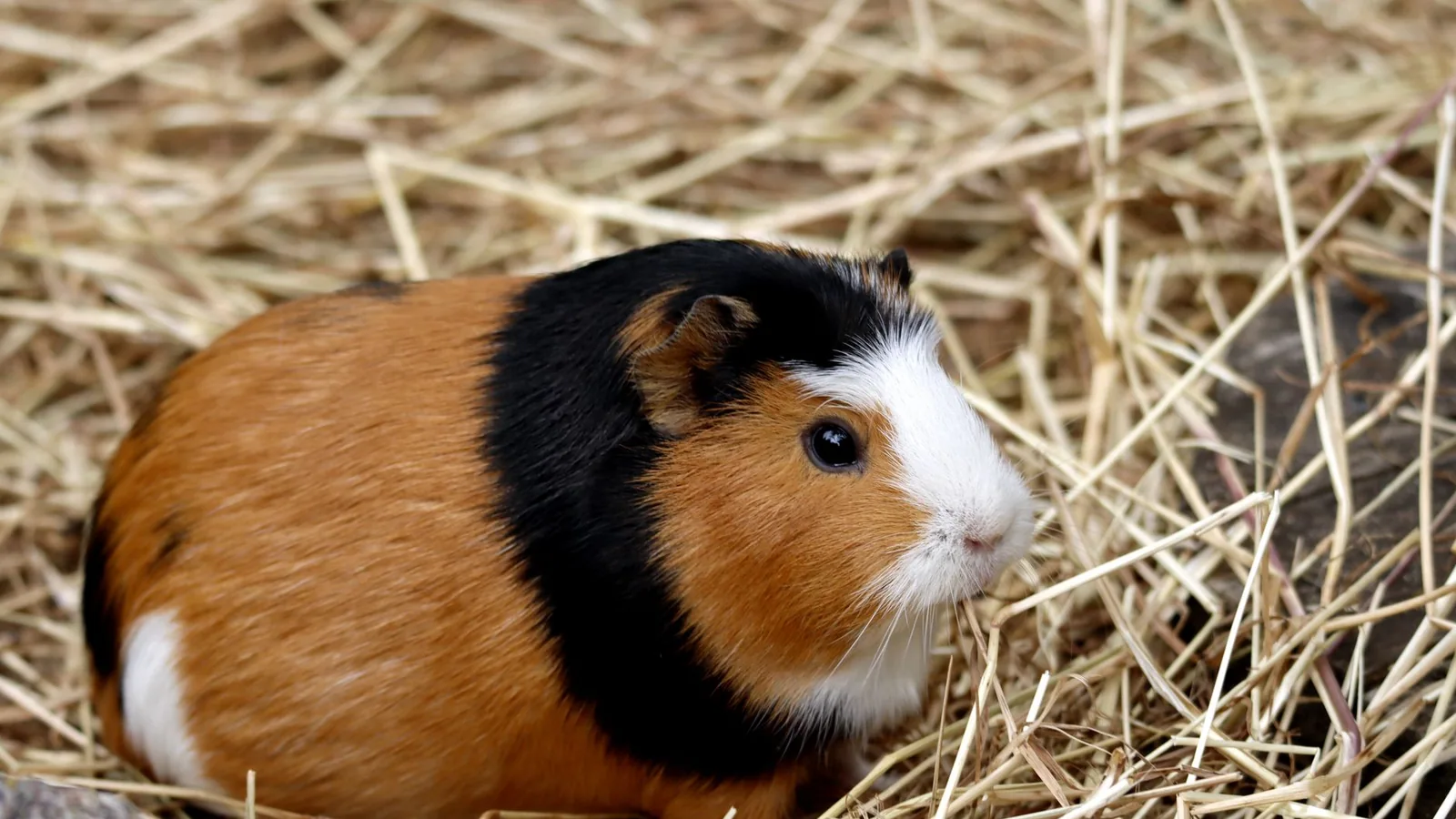 Guinea Pig Ringworm Signs