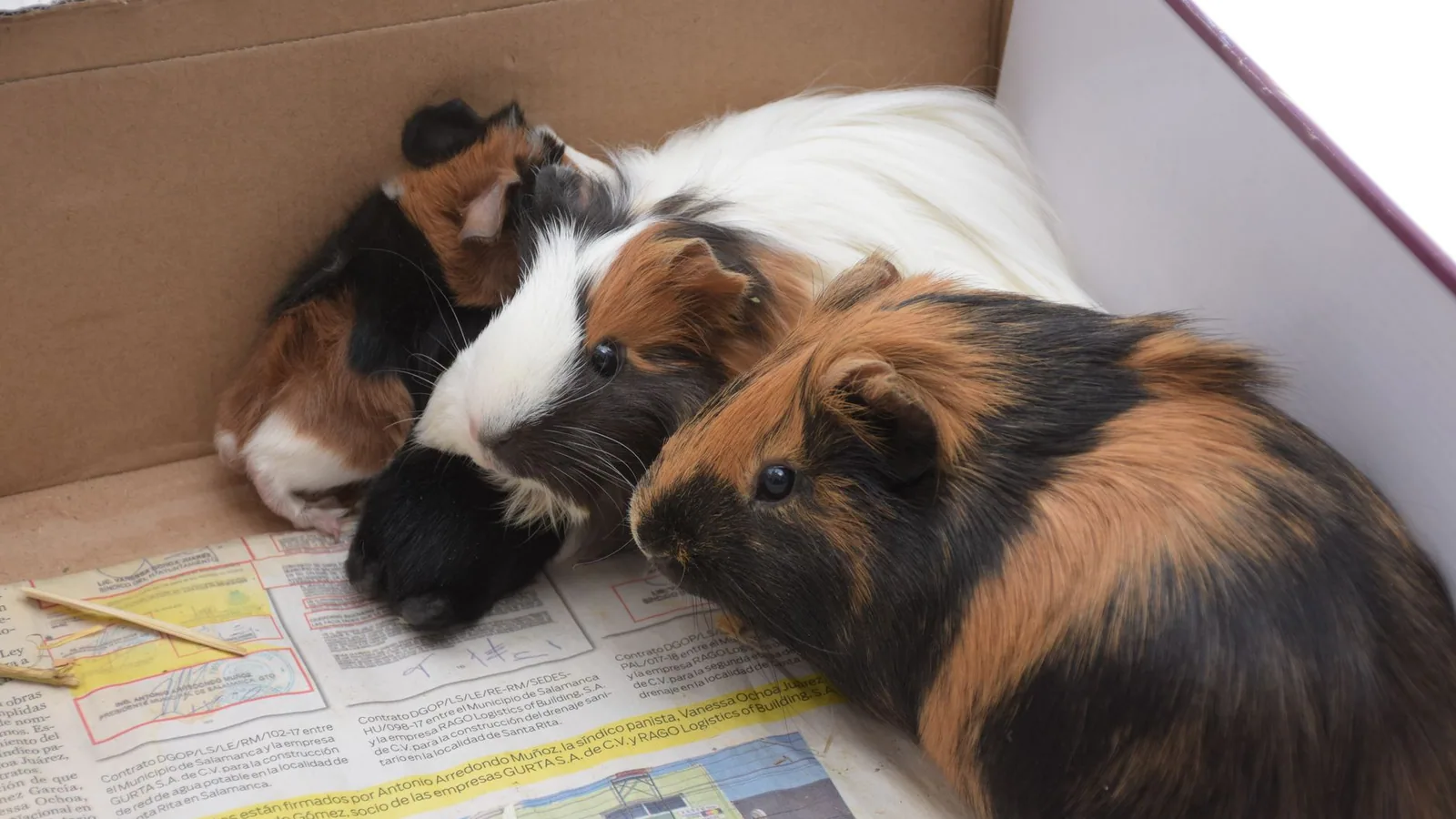 How Long Do Guinea Pigs Live? Lifespan and Care