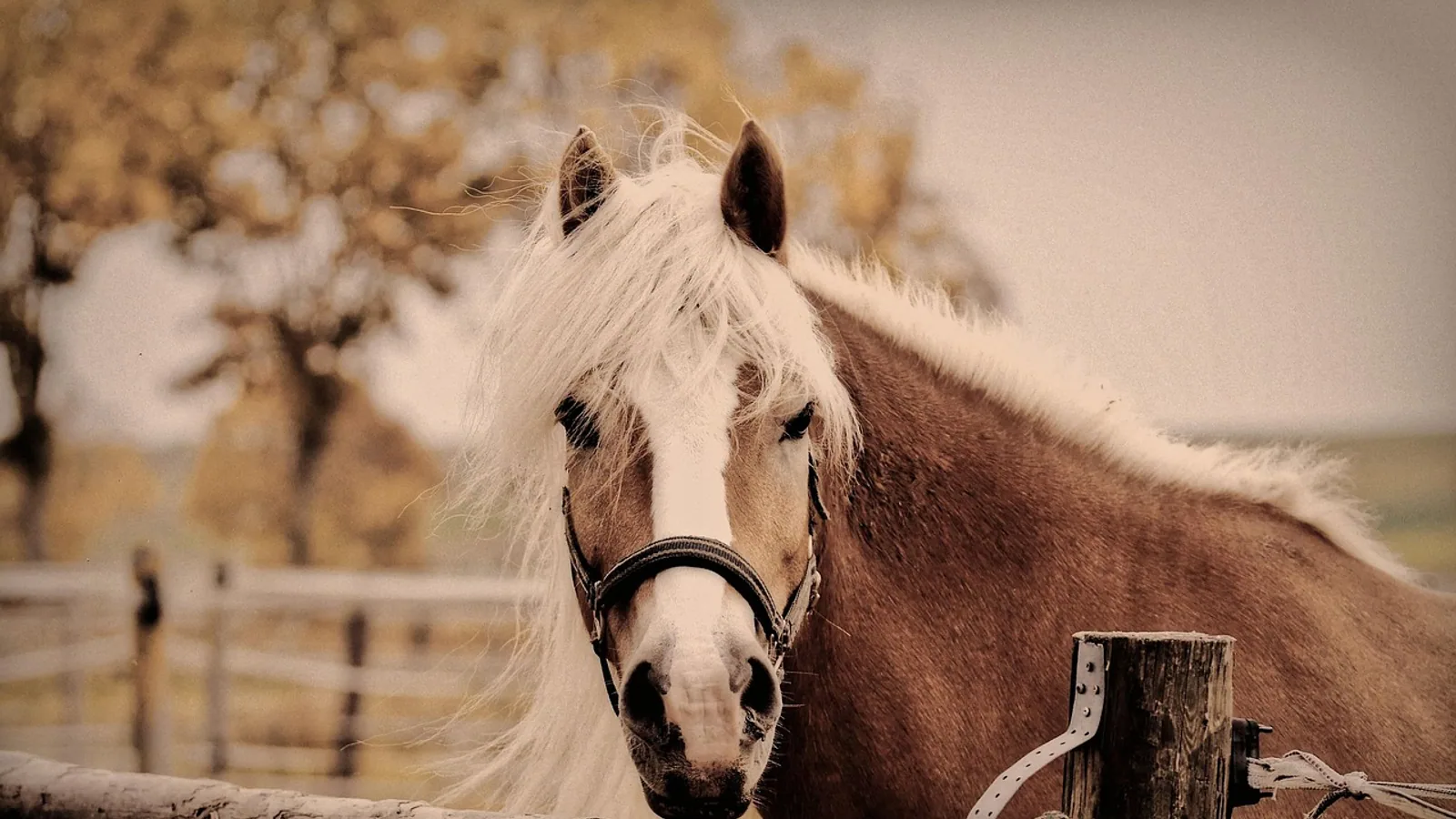 Haflinger Horse: Size, Temperament, Care, and Health
