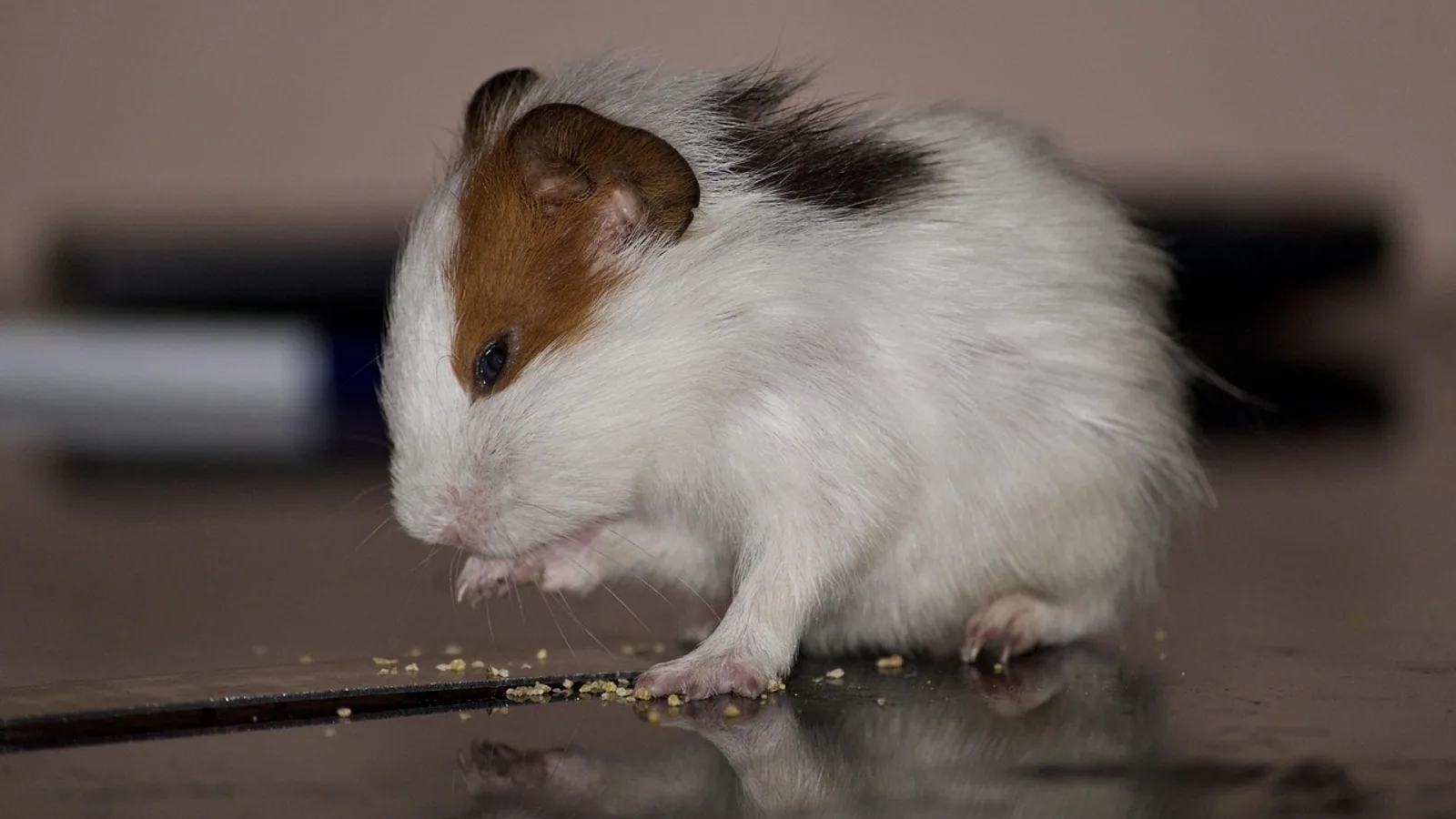 Hamster Food Guide: Safe Foods, Portions, and Diet