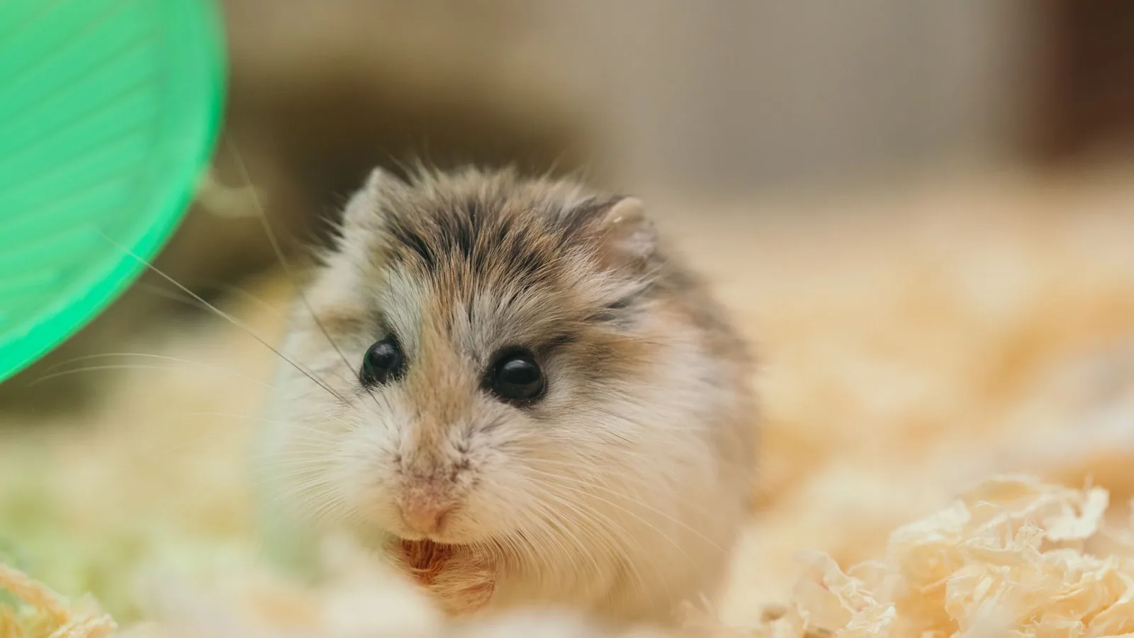 Hamster Care Guide: Habitat, Diet, and Health