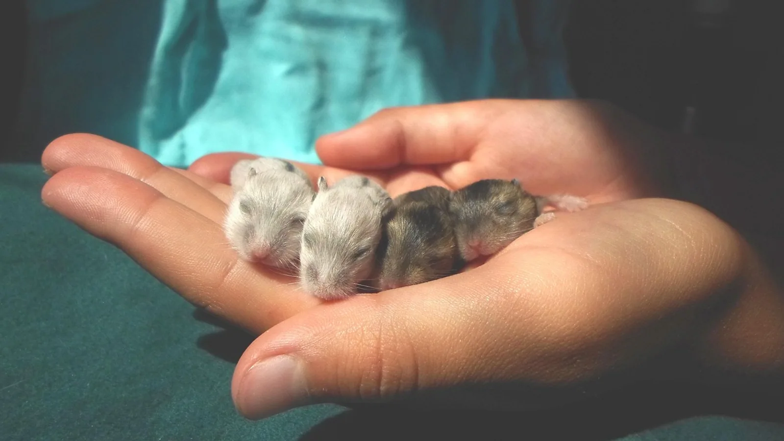 How Long Do Hamsters Live? Lifespan by Species