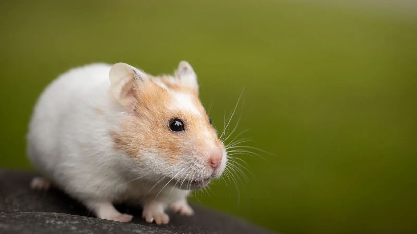 Close-up of a cute hamster sitting on a stone with a blurred green background