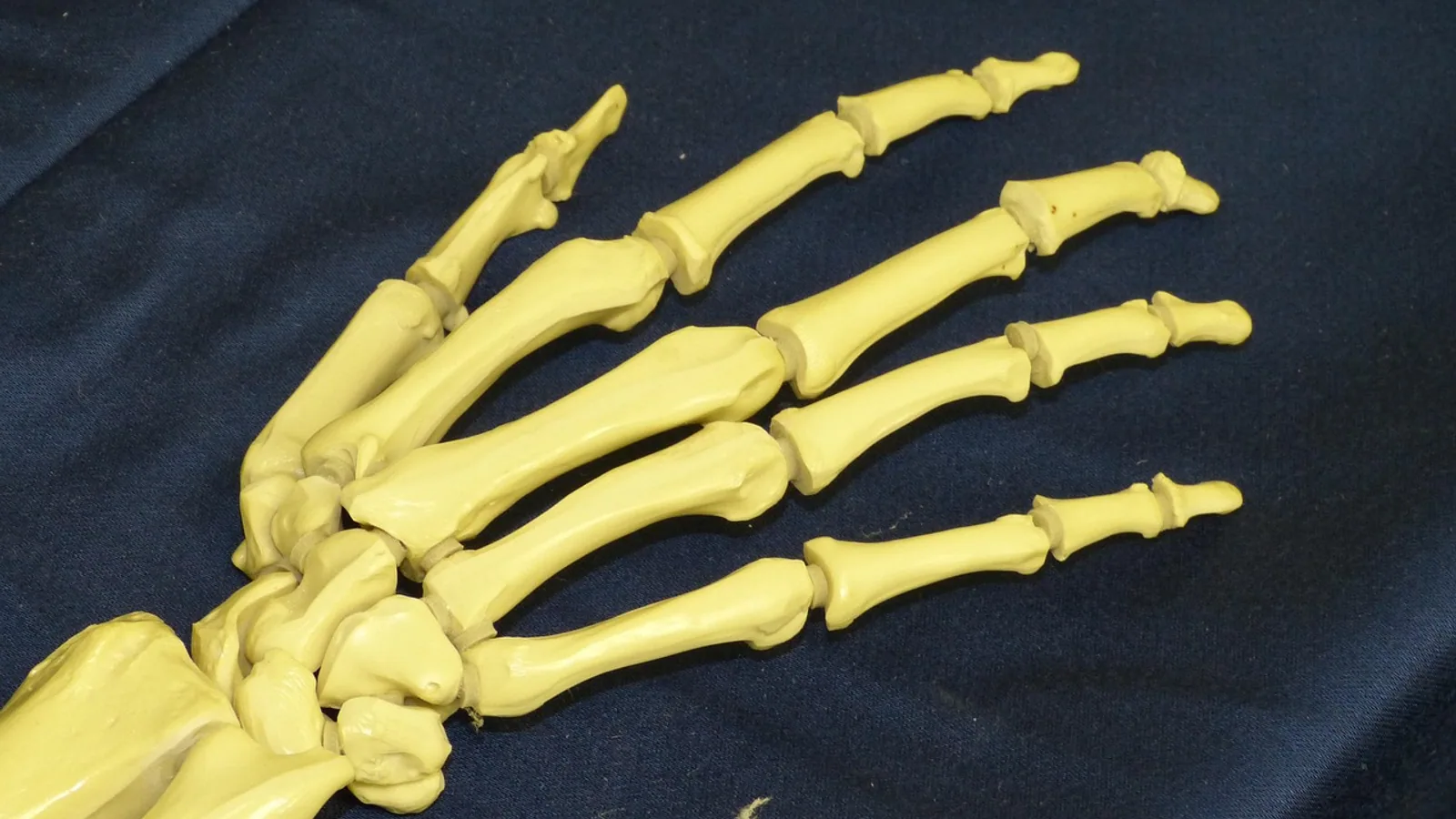 Distal vs Proximal: Anatomical Direction Terms