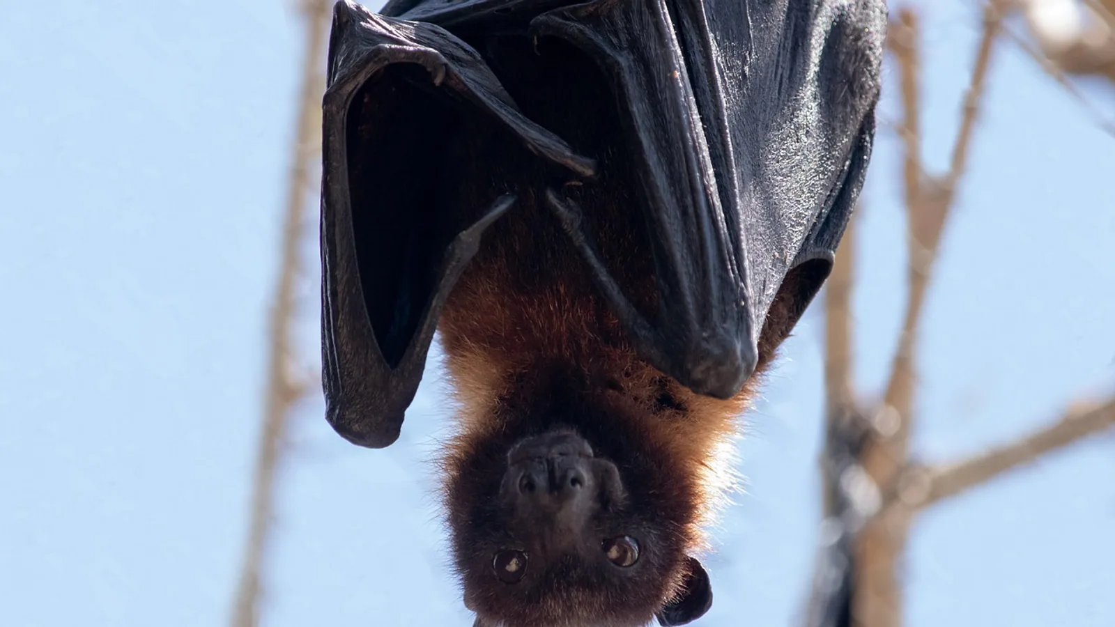 Are Bats Blind? Echolocation and Vision Explained