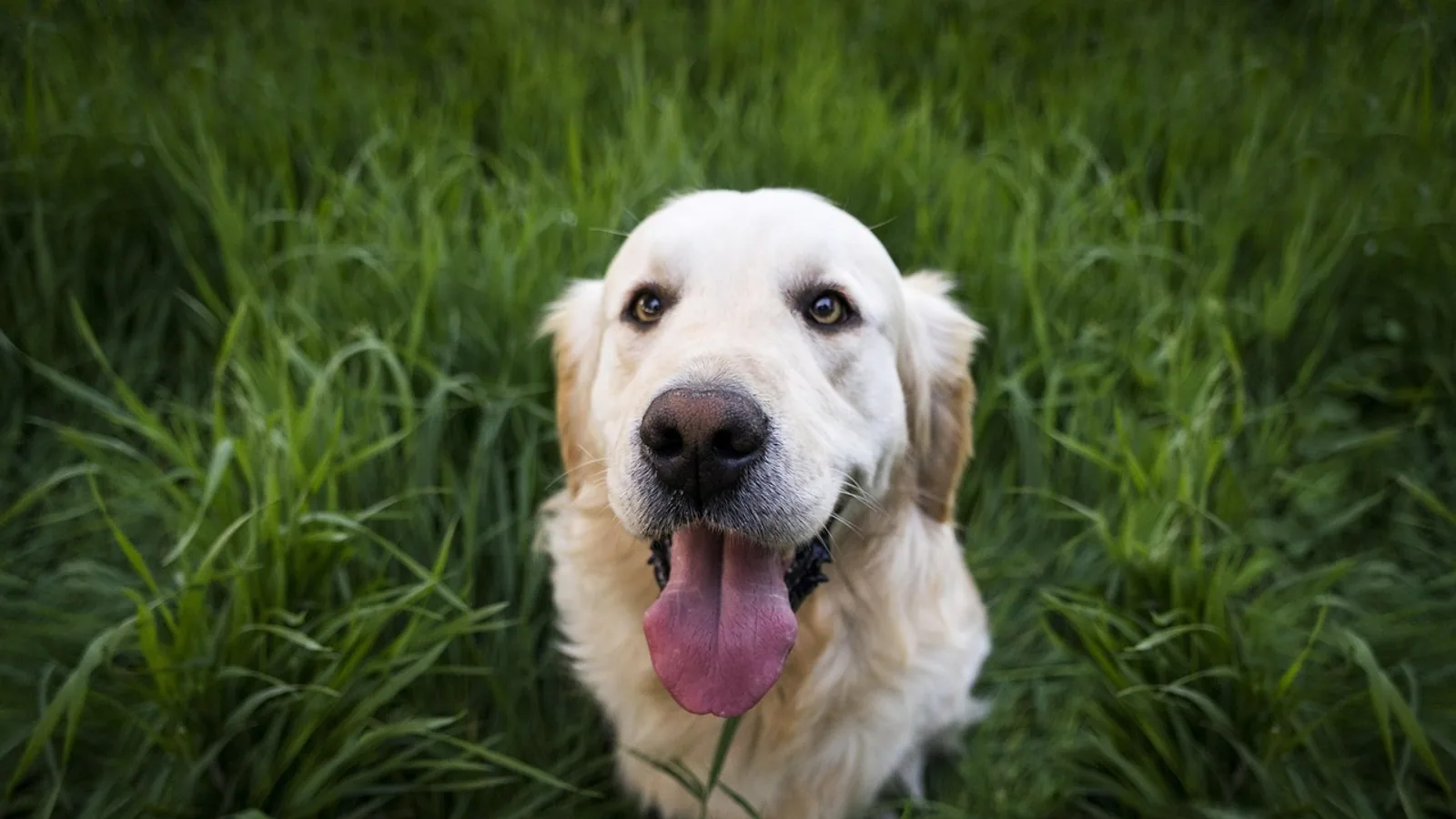Pro-Pectalin for Dogs and Cats: Diarrhea Guide
