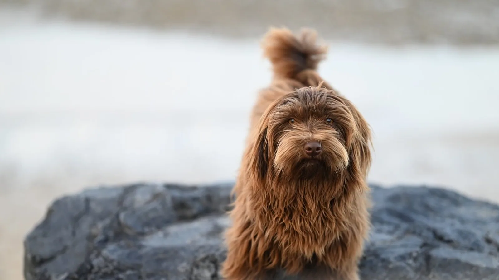Dog Digestive Issues: Causes, Symptoms, and When to Worry