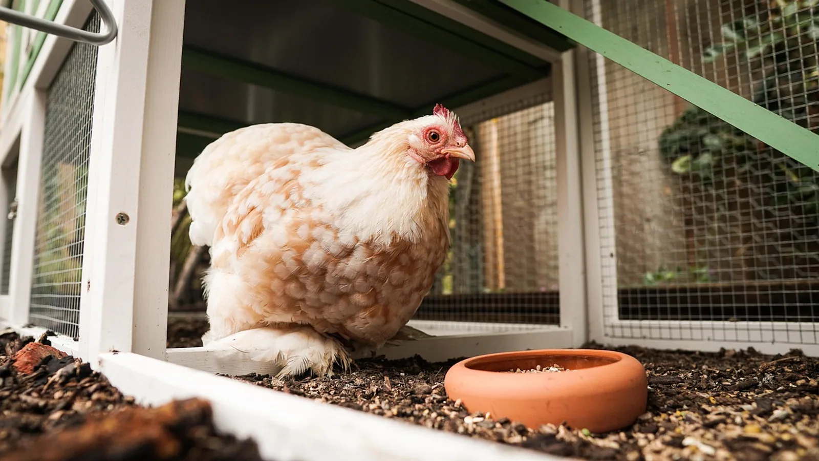 How to Build a Henhouse: Planning and Steps