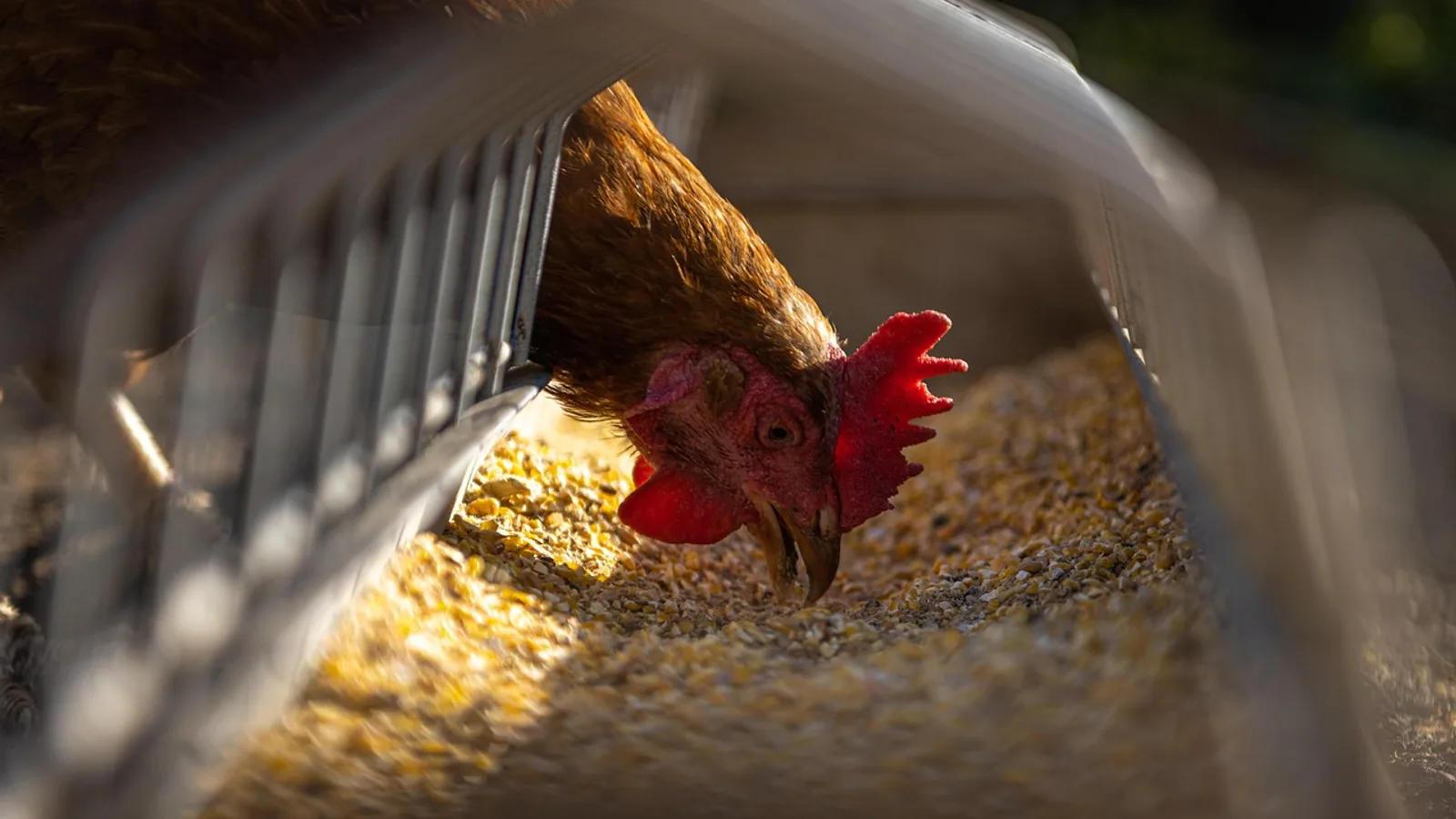 Can Chickens Eat Grapes? Safe Feeding Guide