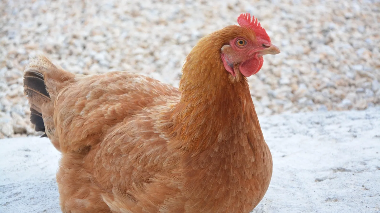 How Long Does a Chicken Lay an Egg? Cycle Explained