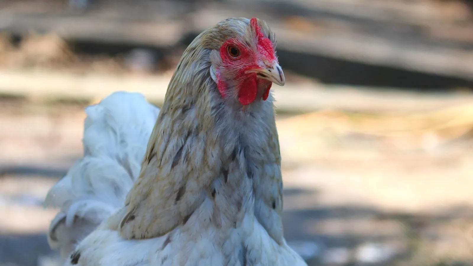 Malaysian Seramas: Care for Tiny Chickens