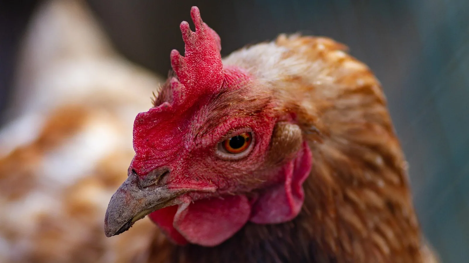 Poultry Farm Hens: Housing, Health, and Egg Care