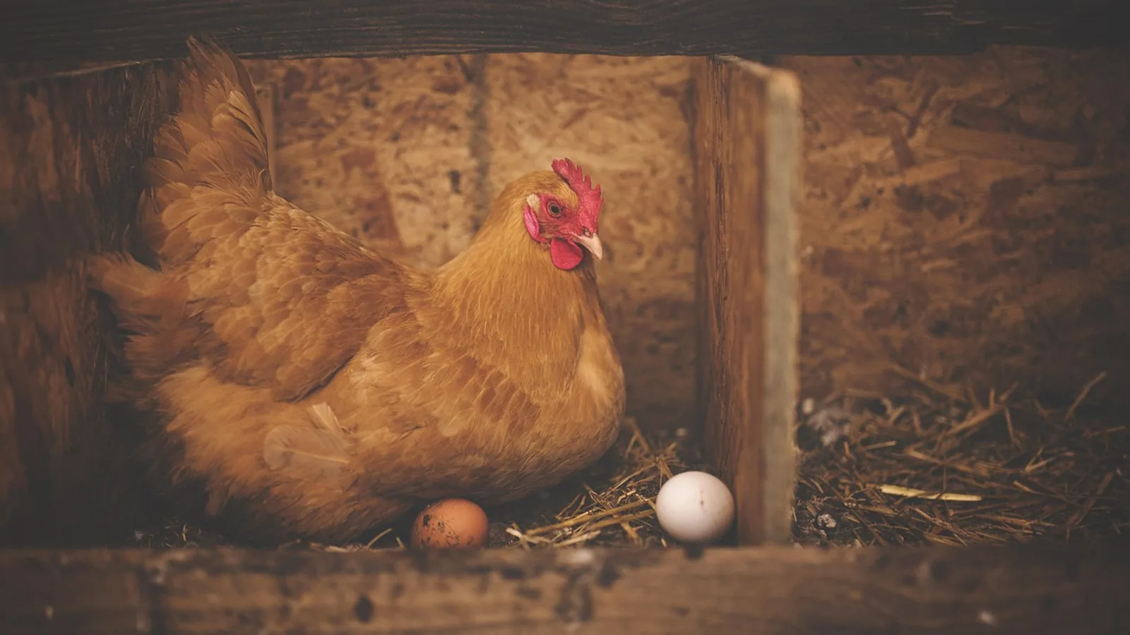 Legbar Chickens: Cream Legbar Care and Egg Guide