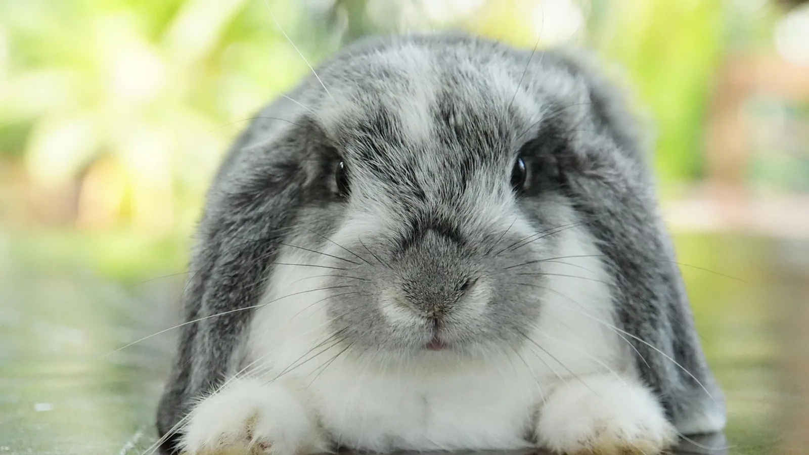 Dutch Lop Rabbits: Care, Diet, and Health Guide