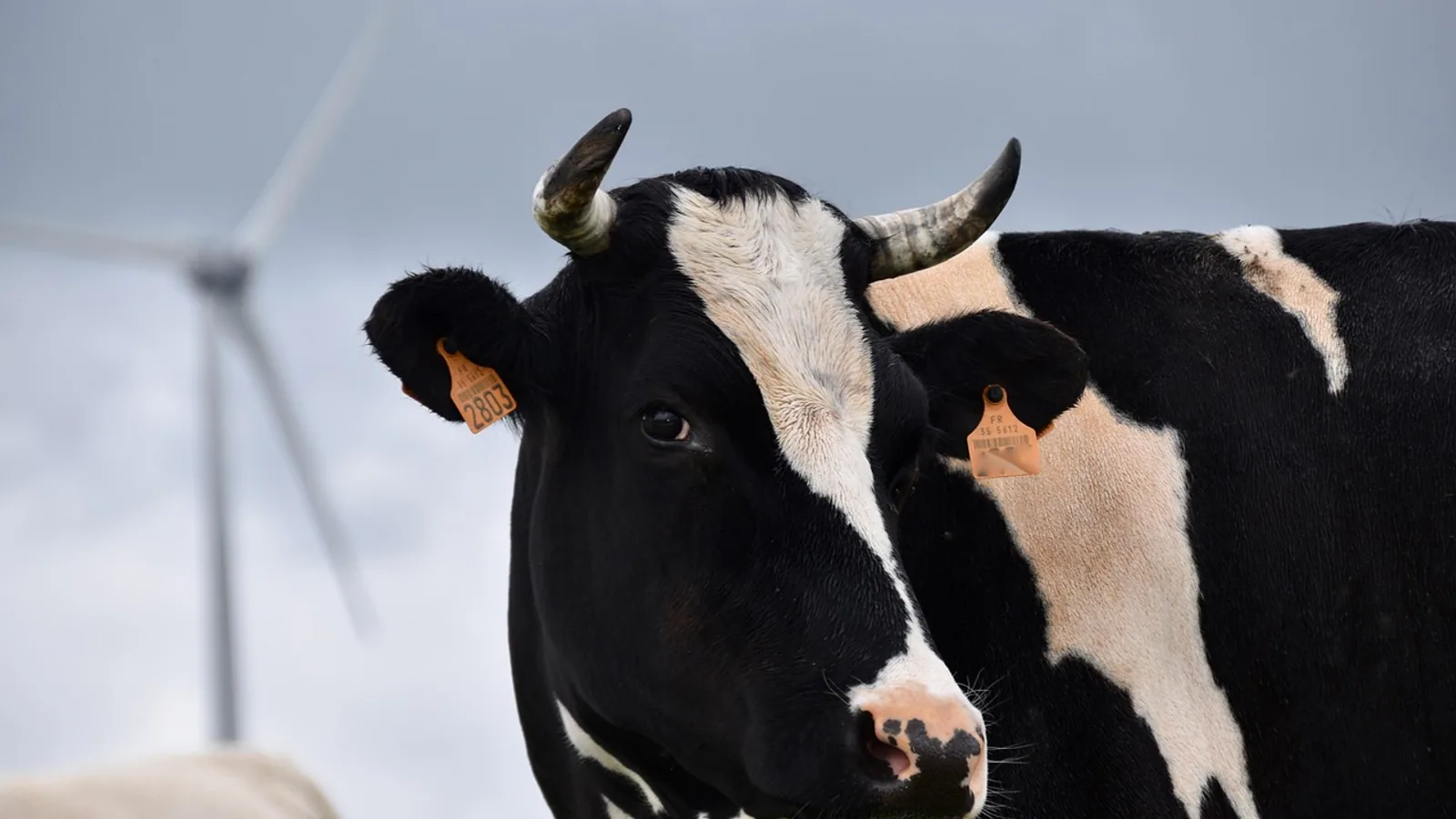 Holstein Cows: Milk Yield, Size and Health Issues